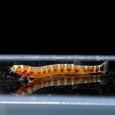 Kuhli Loach.    .