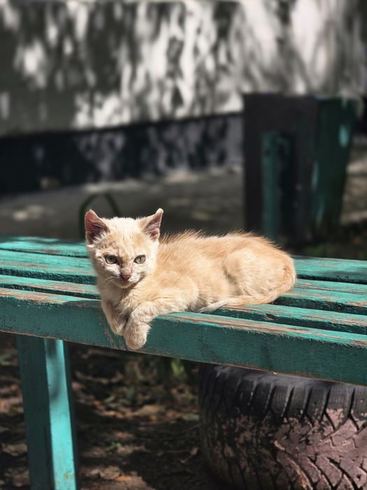 Пристраивается котенок девочка.