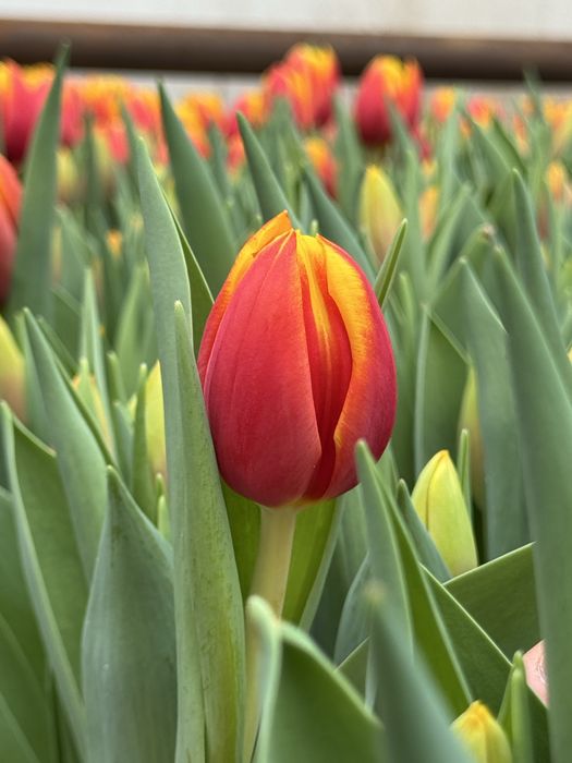 тюльпаны оптом алматы