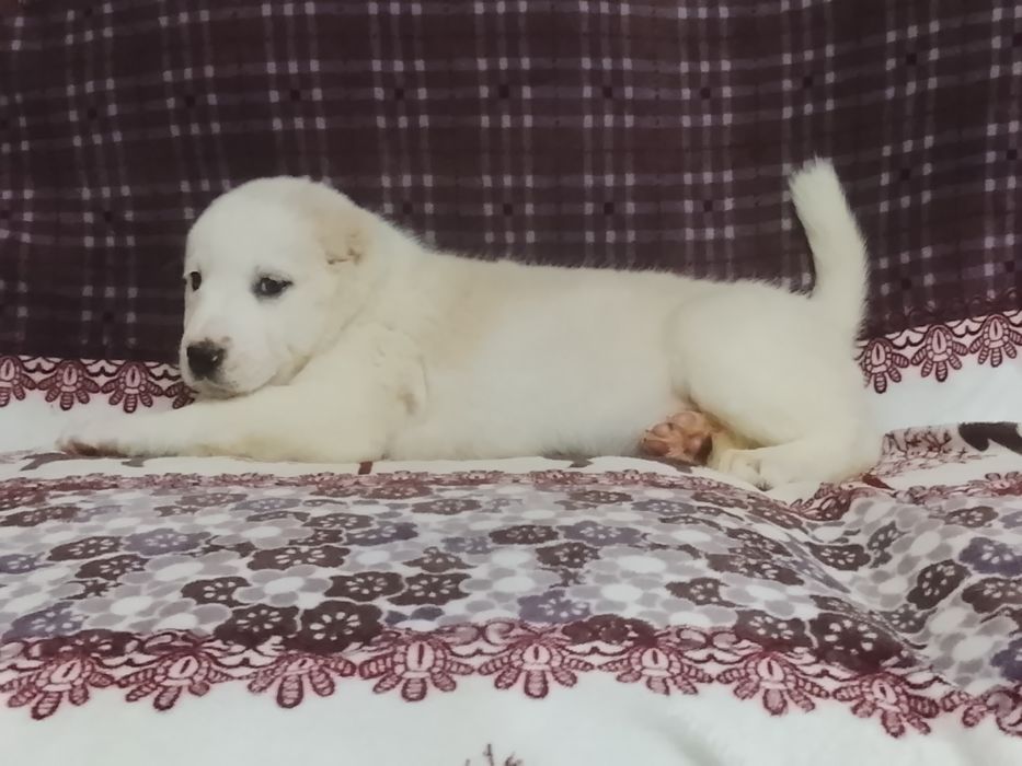 Щенки САО Алабай