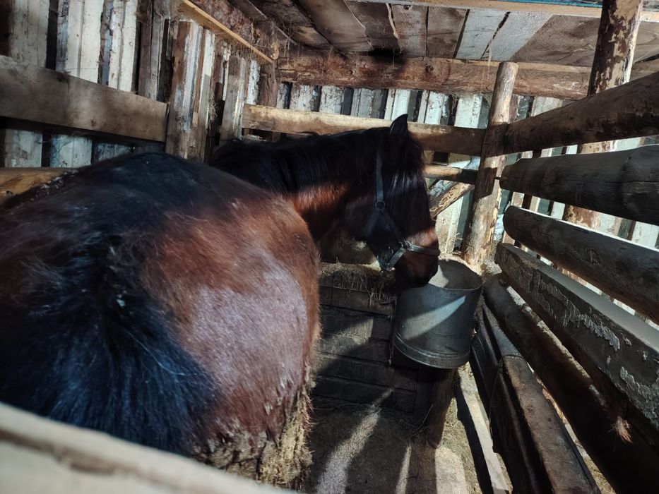 5 жасар кысыр 2 ай жемде турган семиз