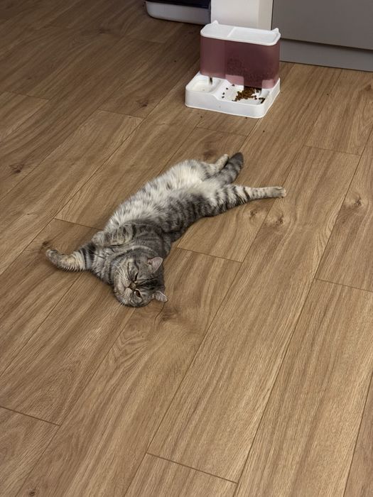 Отдам котика бесплатно