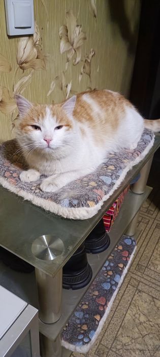 Котик молодой, кастрированный