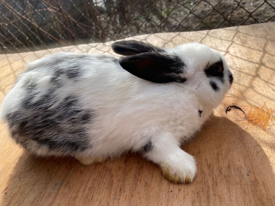 Зайци, породисти и кръстоска