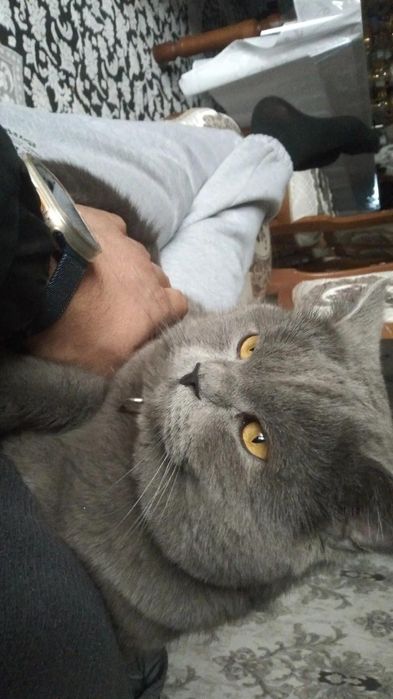 Sotiladi!Zotdor Mushuk