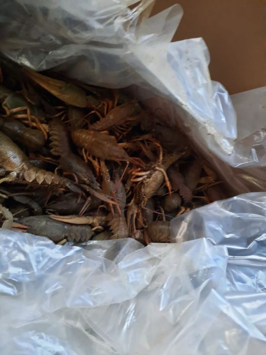 Раки живые и вареные