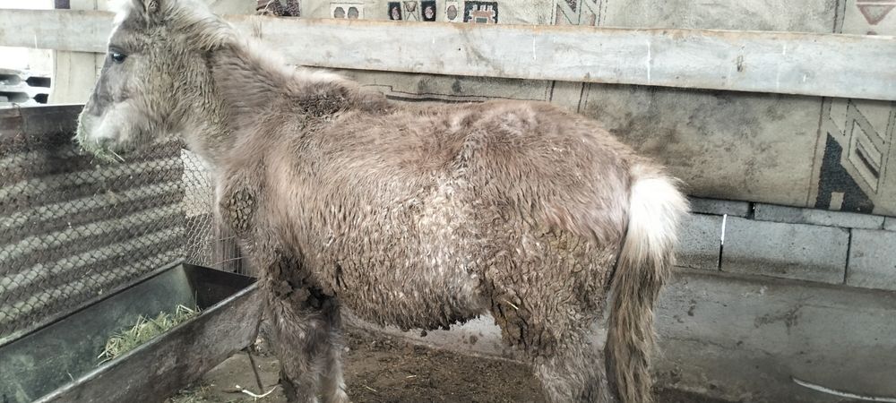 Жабағы еркек.     .