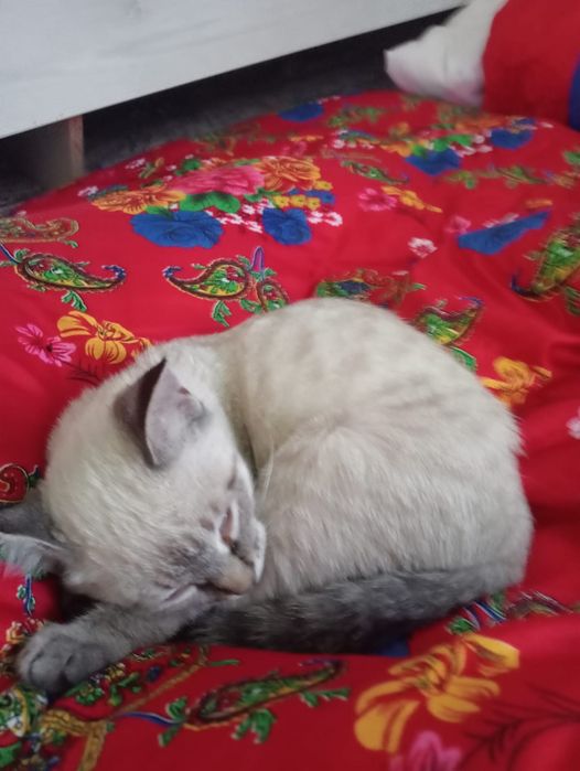 Сиямский котик продаеться