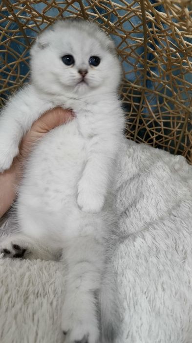 Продаются котята