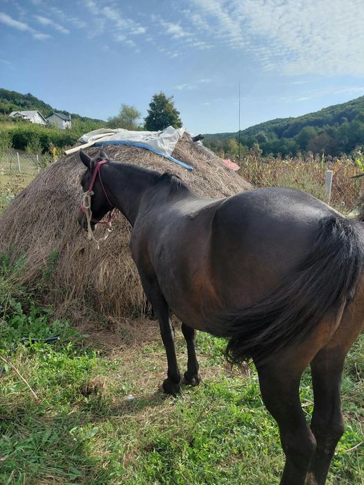 Iapa de vanzare vârstă 10 ani