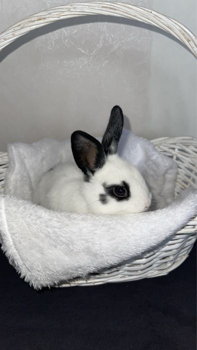 Кролики декоративные