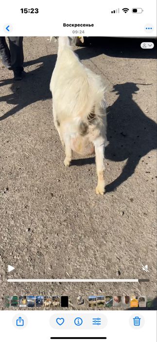 Дойные козы село шалкар