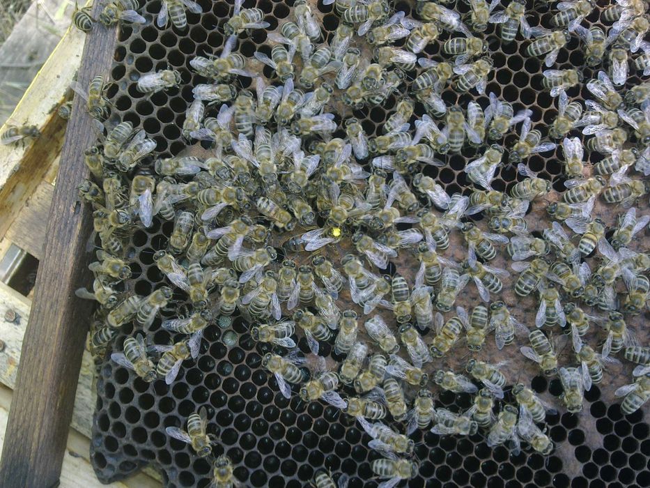 Пчелни майки, отводки и кошери по програмите 2025