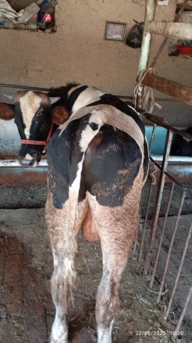 Buqa sotiladi oq qora