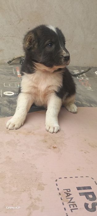 Алабай боласи сотилади эркаг