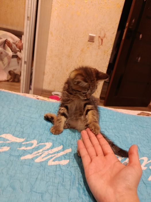 котенок скоттиш страйт