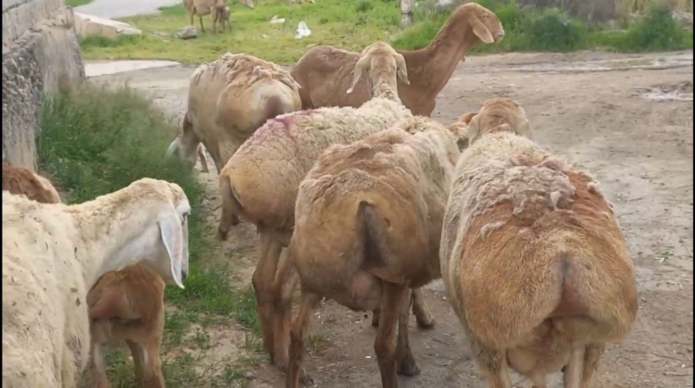 Afgʻon zotli qoylar sifatli