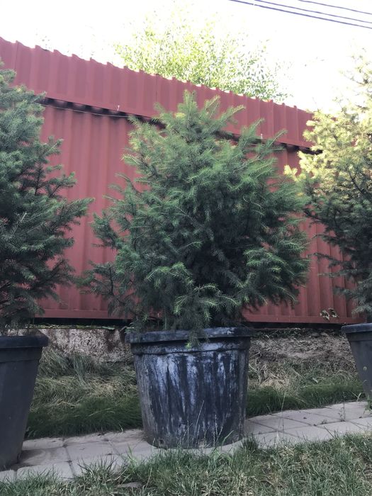 Ель Шренка в горшках