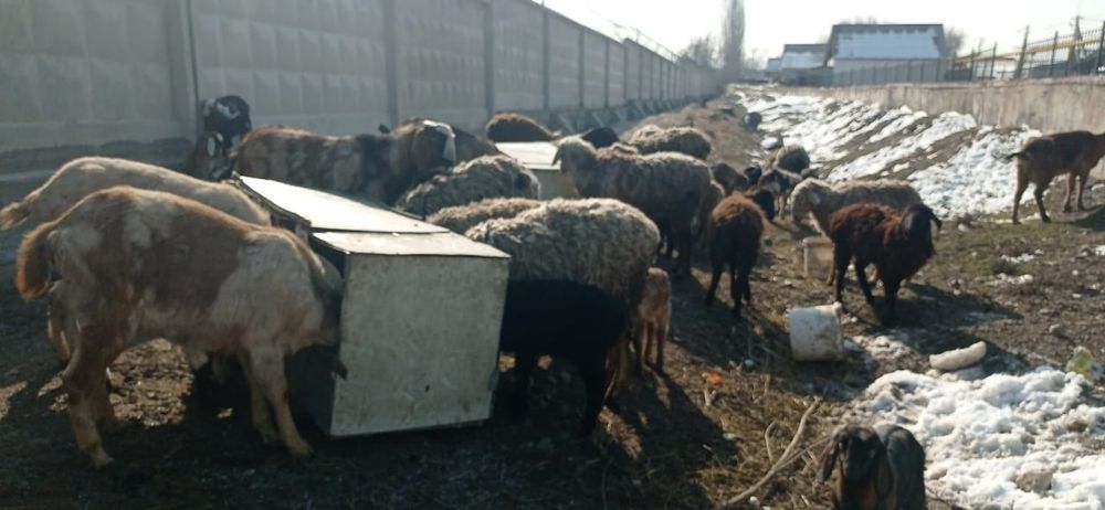 Қойлар.  сатылады.