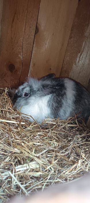 Vand iepuri sau schimb