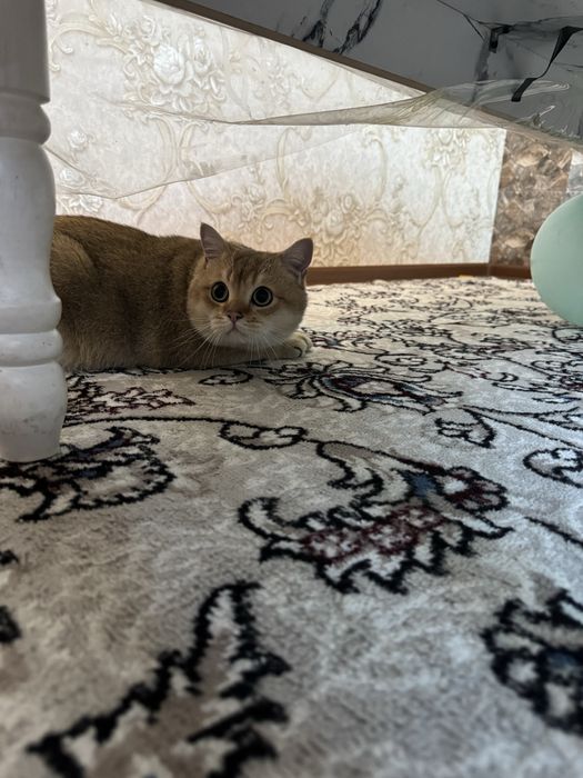 Британская золотая Шиншилла. Вязка, Жуфтлашиш