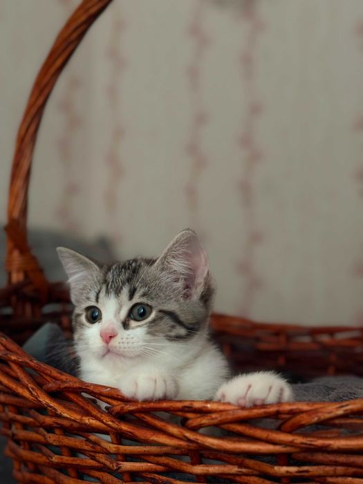 Отдам котят в хорошие руки