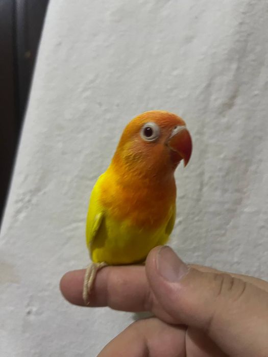 Ruchnoy popugay sotiladi