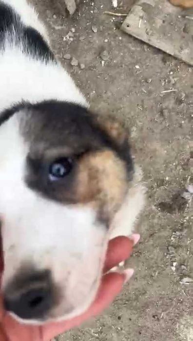 Щенки в ответственные руки