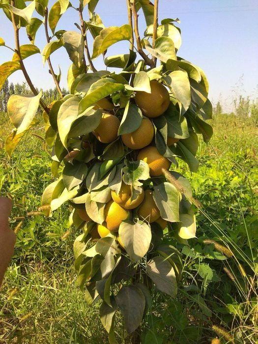 NOK kuchatlarini eng yangi sortlari bor joyidan sveji kovlab beramiz