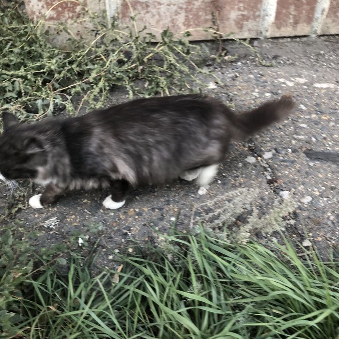 Животные. Кошки.