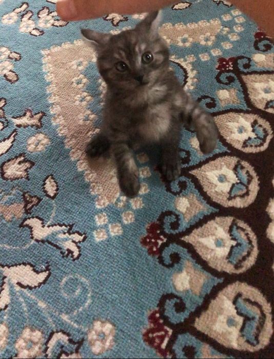 Кошка продается.