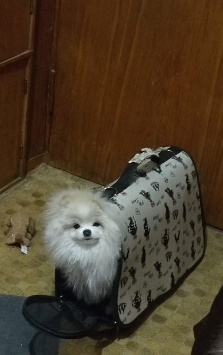 Продам померанского шпица