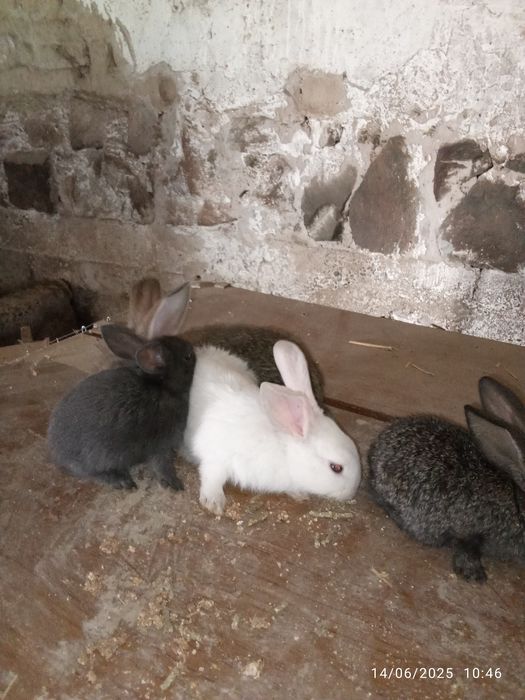 Quyon bolalari.      Куйон болалари