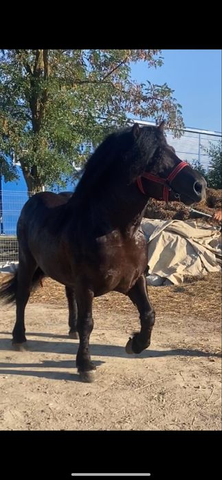 Manz blond cu genetica f buna