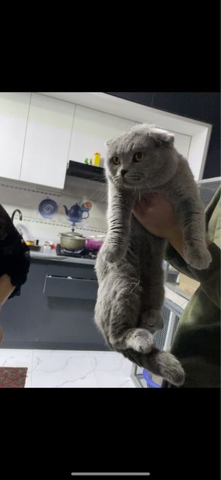 Maks Polvon Sotiladi