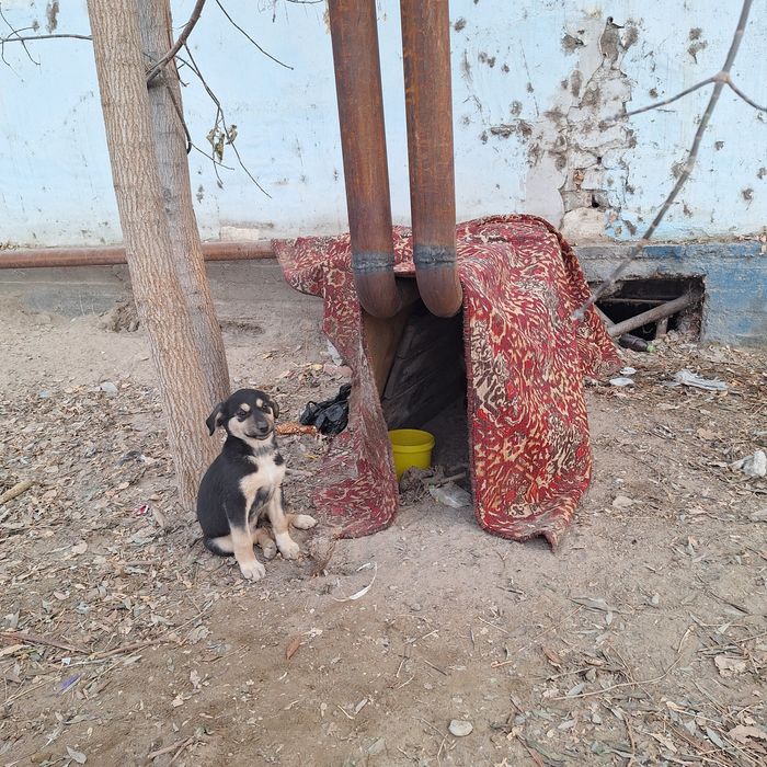 Щенята бесплатно