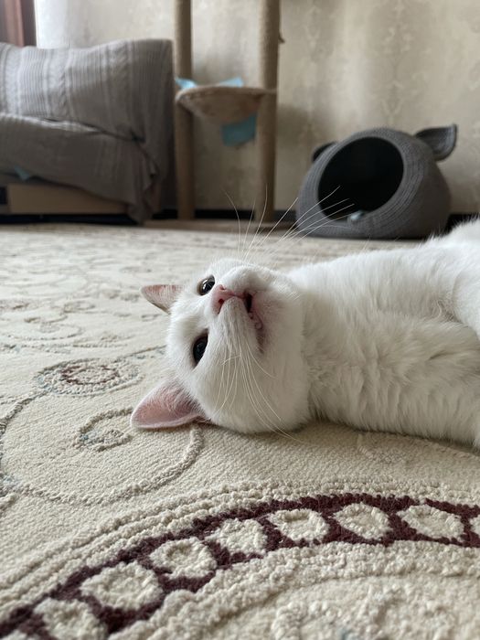 Отдам кошку в добрые руки