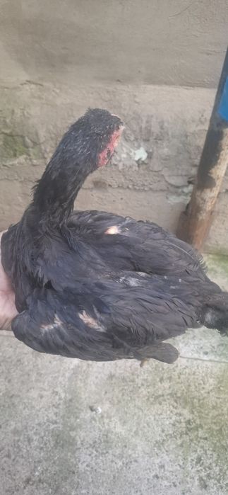 Дакан жужалари сотилади зотига тозалигига 100% гарантя