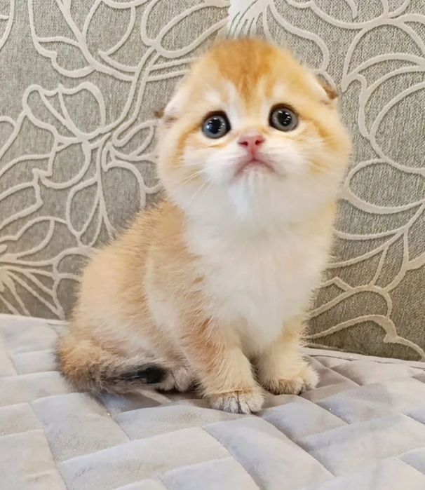 Шотландские котята золотая и серебристая шиншилла