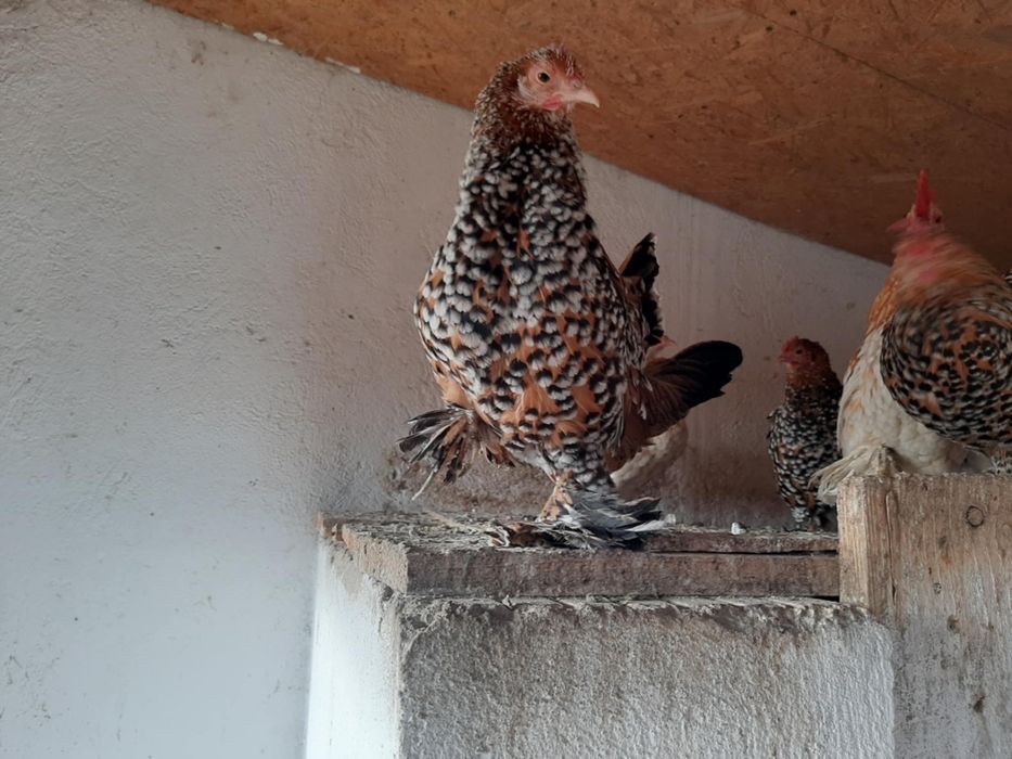 Vând găini mii de flori