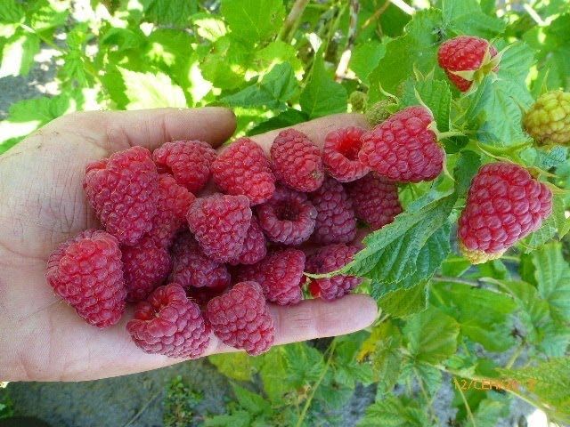 Malina kochat bor Karamelka Саженцы малины сорт Карамелька