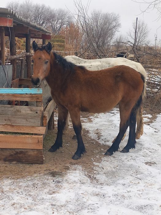 Жабагы    сатамын