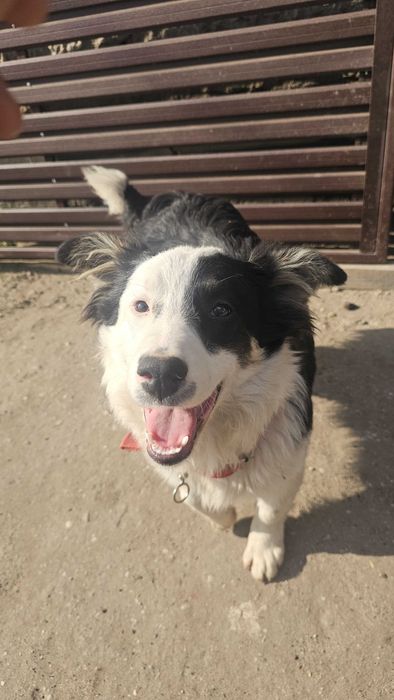 Border Collie 3 ani de donat