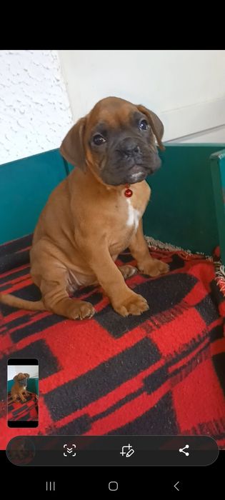 Boxer german 3 luni femela