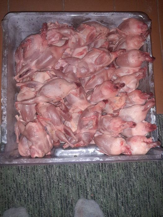 Белый Гигант Бедана гошти