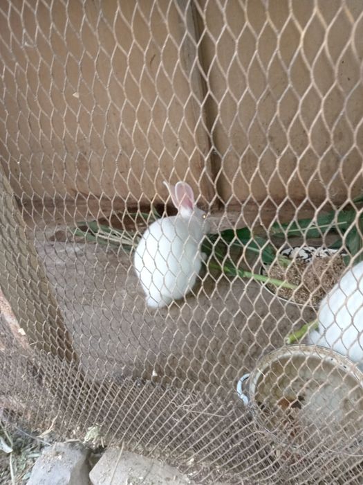 Quyonlar sotiladi 1 qiz 1 ogil