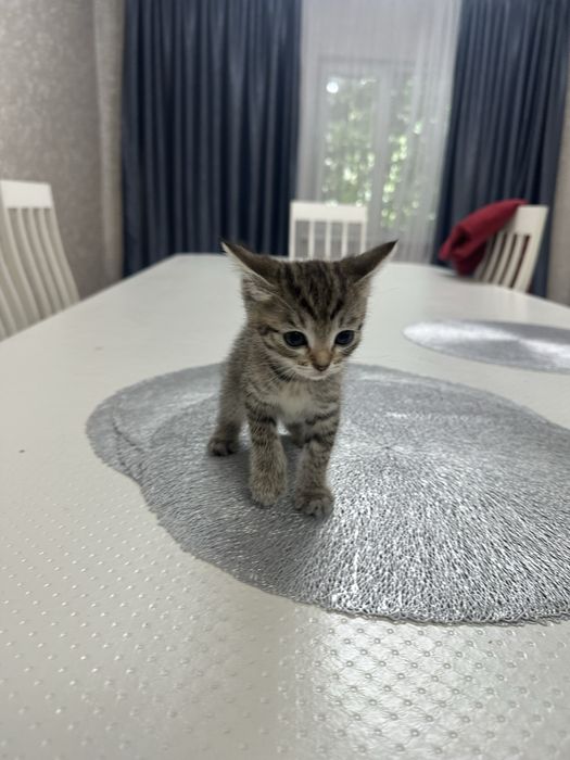 Отдам котят в хорошие руки
