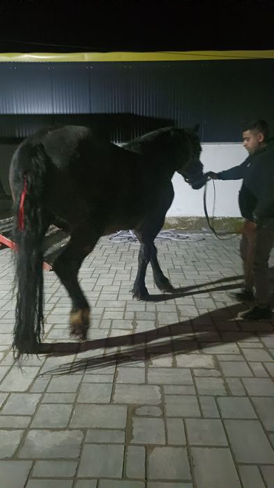 Vând mânz de 2 ani învățat