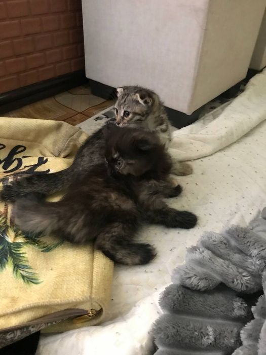 Продается котята