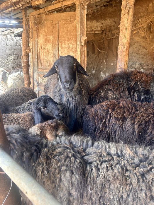 Продаются кучкары